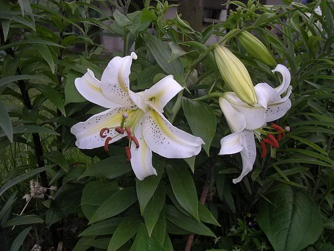 lilium14.jpg