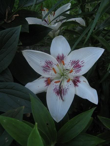 lilium_1.jpg