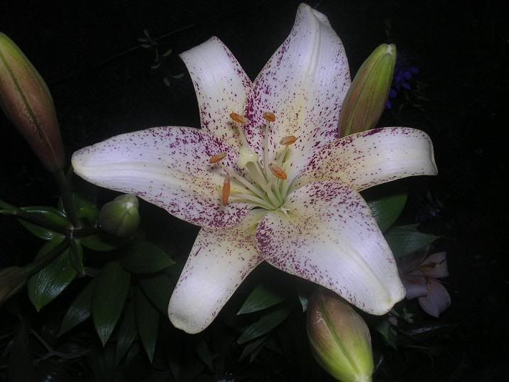 lilium_10.jpg