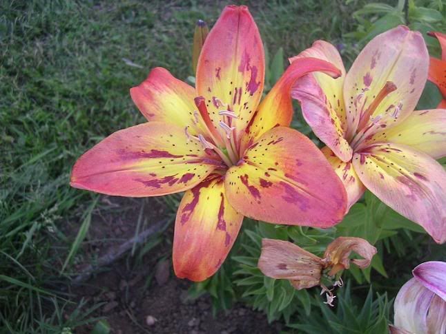 lilium_11.jpg