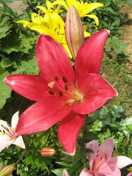 lilium_12.jpg