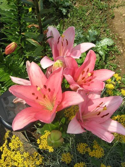 lilium_13.jpg