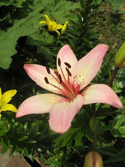 lilium_14.jpg