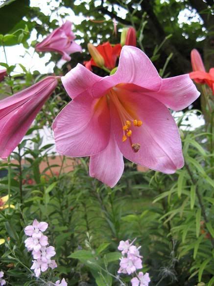 lilium_15.jpg