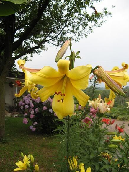 lilium_18.jpg