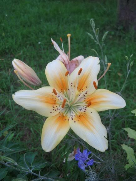 lilium_2.jpg