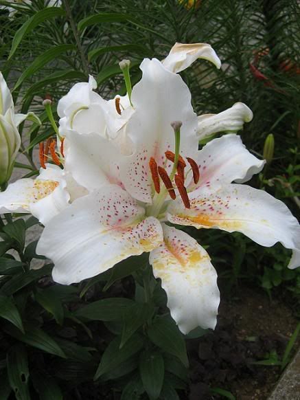 lilium_21.jpg