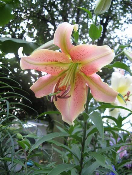 lilium_22.jpg