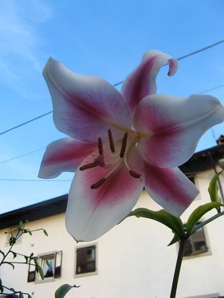 lilium_23.jpg