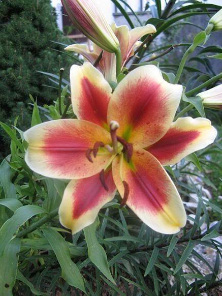 lilium_24.jpg