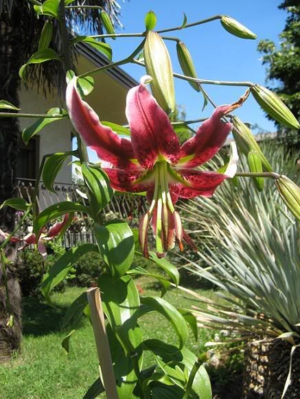 lilium_25.jpg