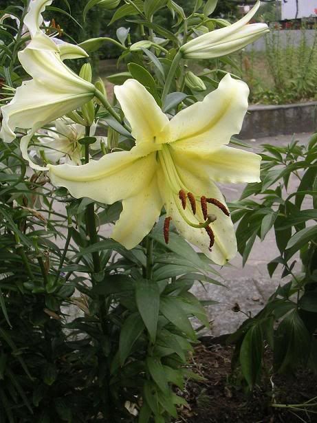 lilium_4.jpg