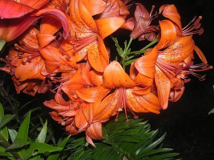 lilium_5.jpg