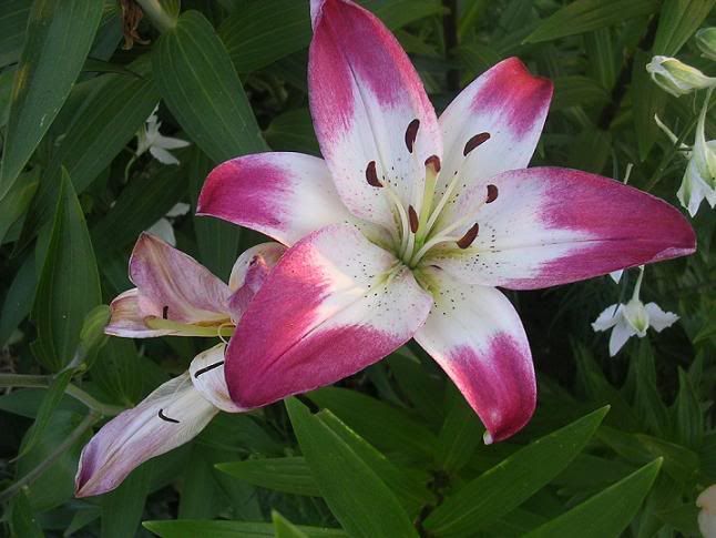 lilium_6.jpg