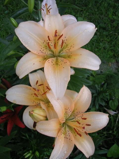 lilium_7.jpg