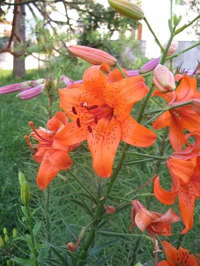 lilium_8-1.jpg