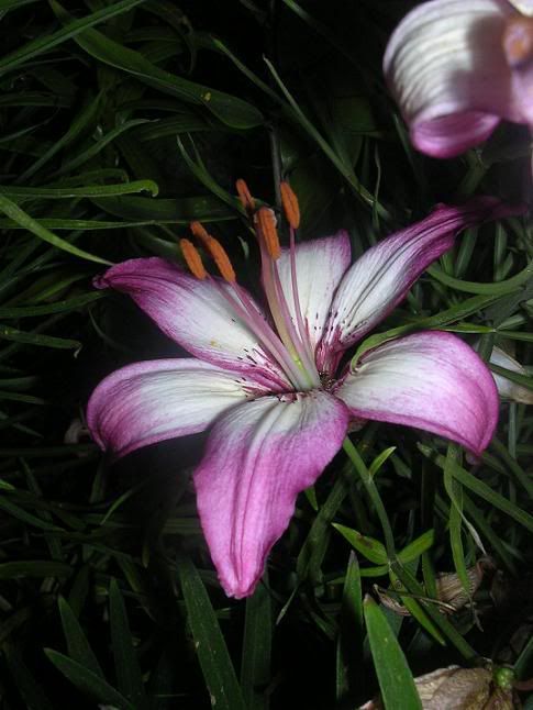 lilium_9.jpg