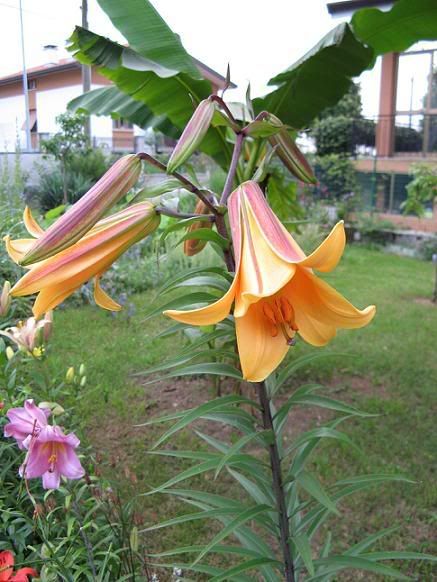 lilium_africanqueen1.jpg