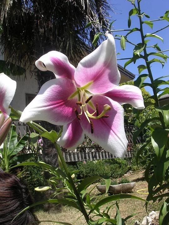 lilium_albany1.jpg