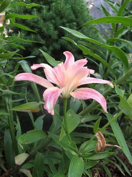 lilium_aphrodite1.jpg