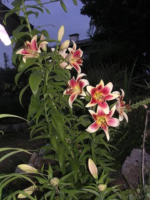 lilium_dutch_red1.jpg