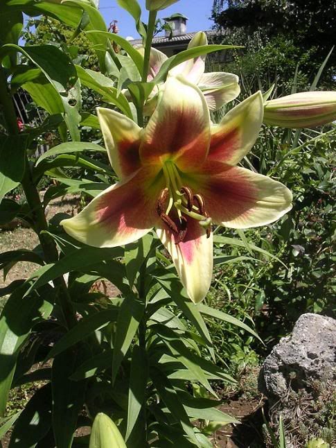 lilium_dutch_red2.jpg