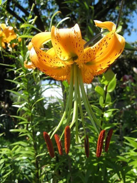 lilium_heryi1.jpg