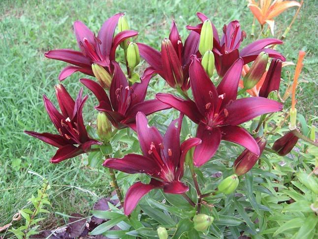 lilium_landini1.jpg