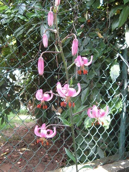 lilium_martagon1.jpg