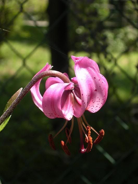 lilium_martagon12.jpg