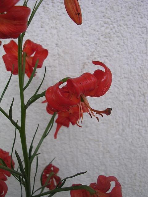 lilium_tenuifolium1.jpg