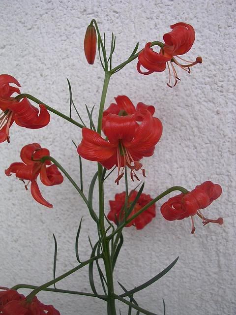 lilium_tenuifolium2.jpg