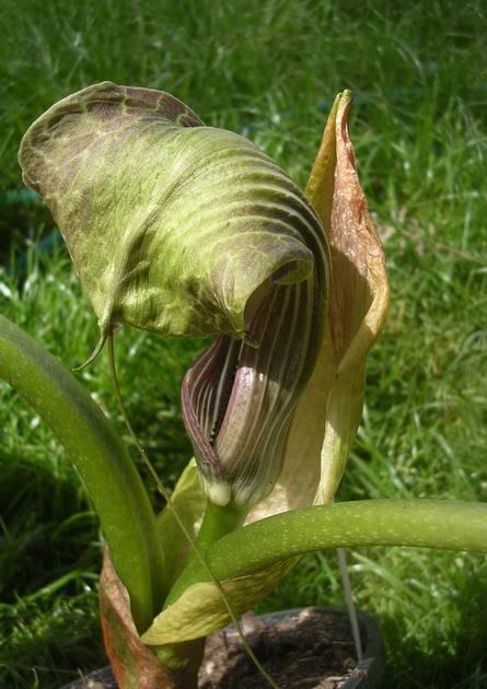 Ridimensionadiarisaema_utile2.jpg