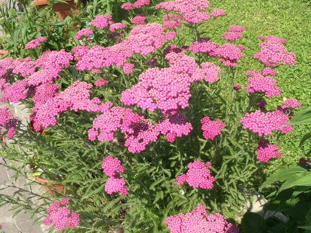 achillea1.jpg