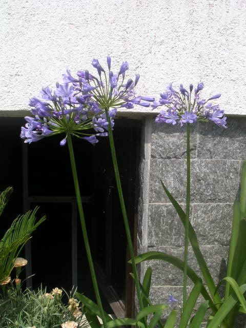 agapanthus1.jpg