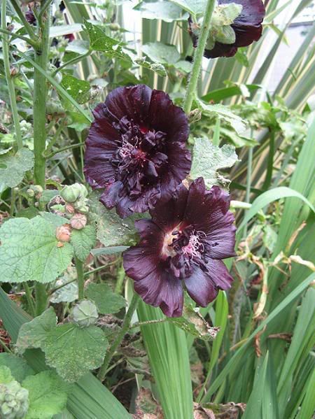 alcea_nigra1.jpg