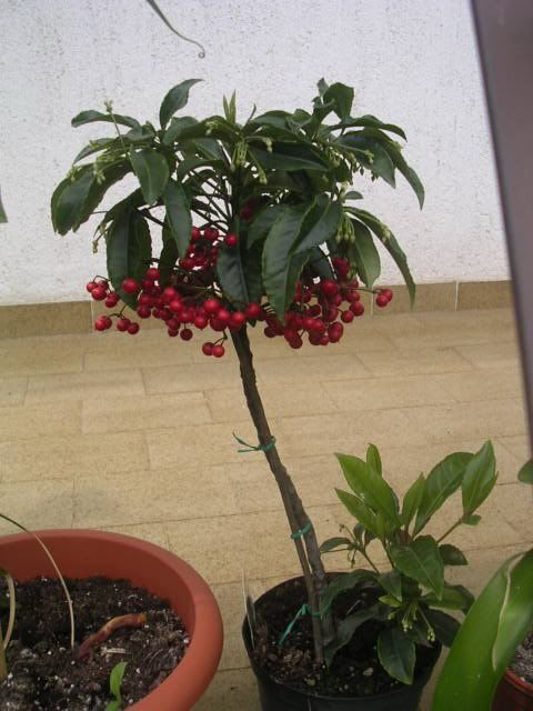 ardisia.jpg