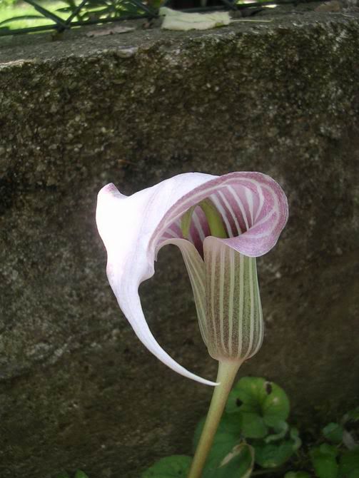 arisaema_candidissimum2.jpg