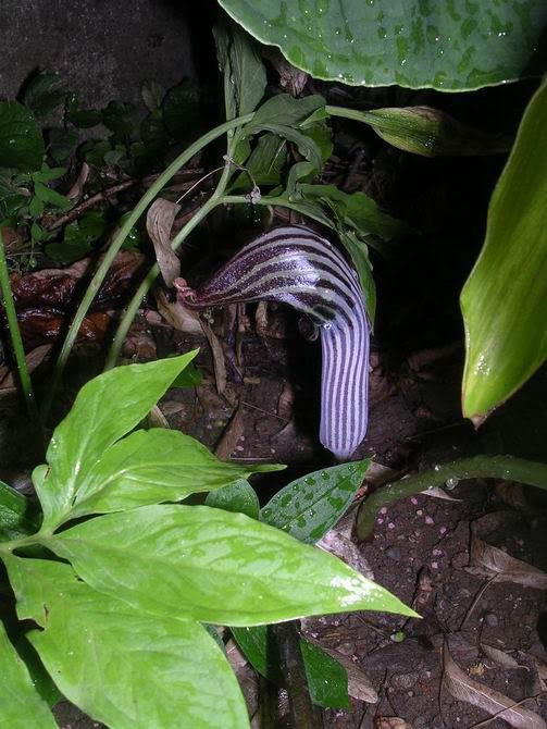 arisaema_candidissimum4.jpg