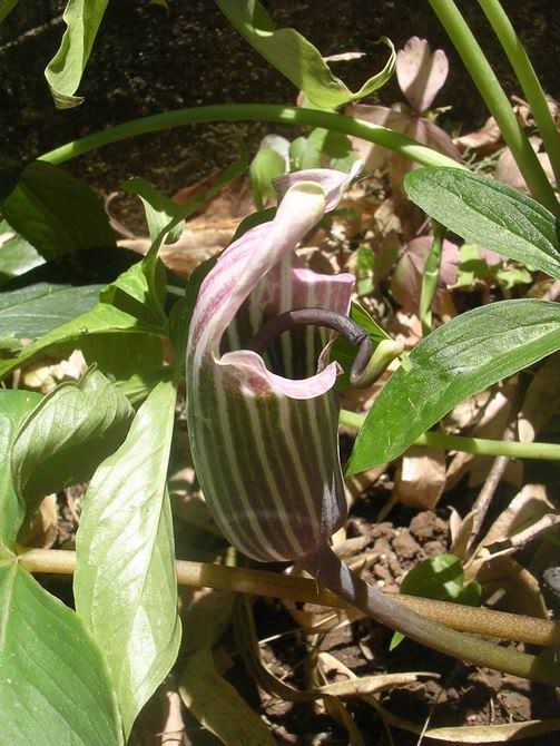 arisaema_candissimum5.jpg