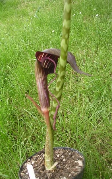 arisaema_speciosum2.jpg
