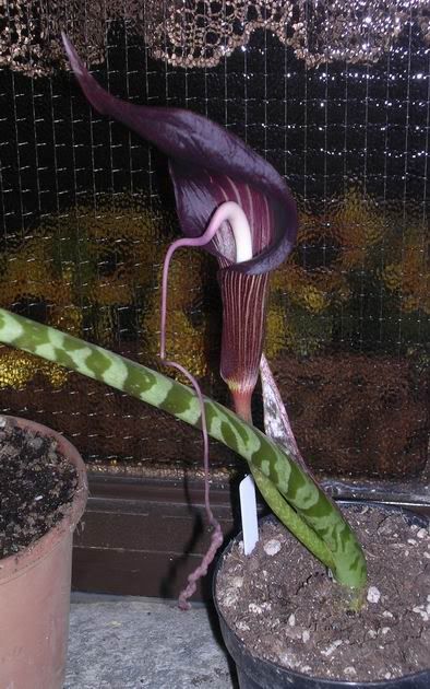 arisaema_speciosum_3.jpg