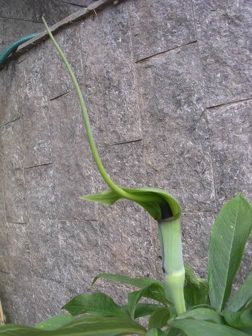 arisaema_tortuosum1.jpg