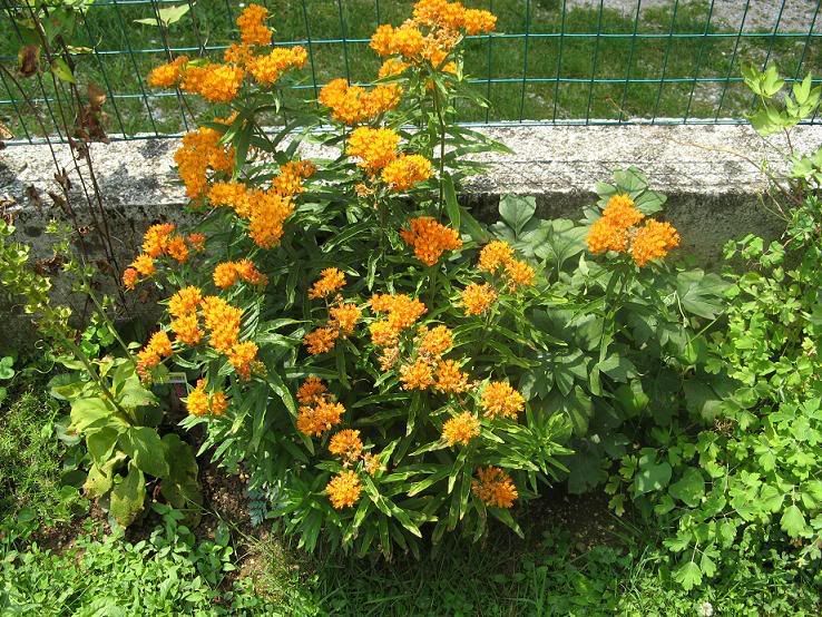 asclepias_tuberosa1.jpg