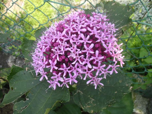 clerodendronbungei.jpg