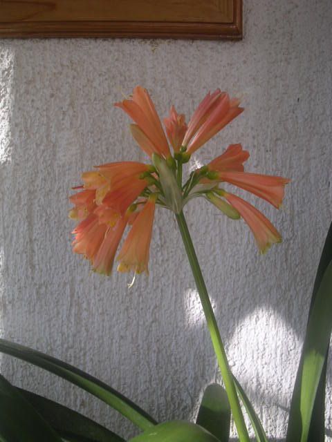 clivia_cyrtanthiflora1.jpg