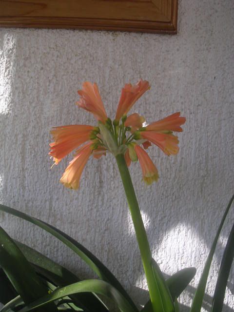 clivia_cyrtanthiflora2.jpg