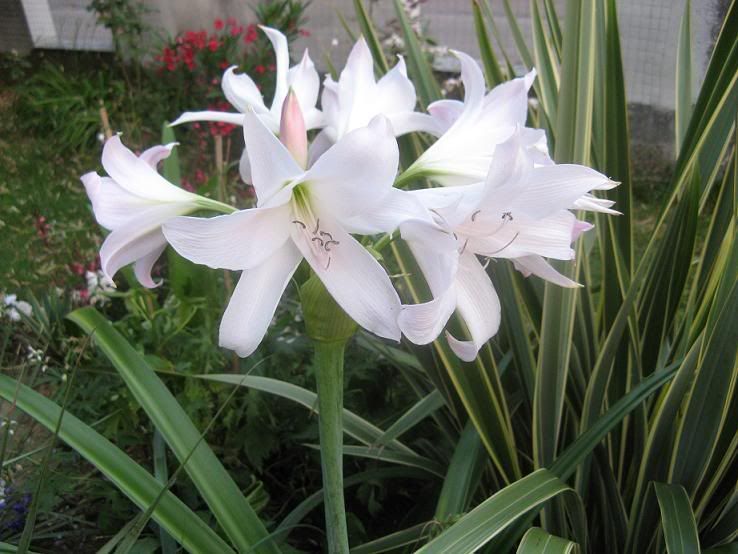 crinum.jpg