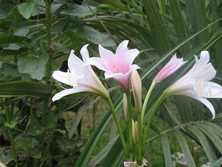 crinum_bulbispermum1.jpg