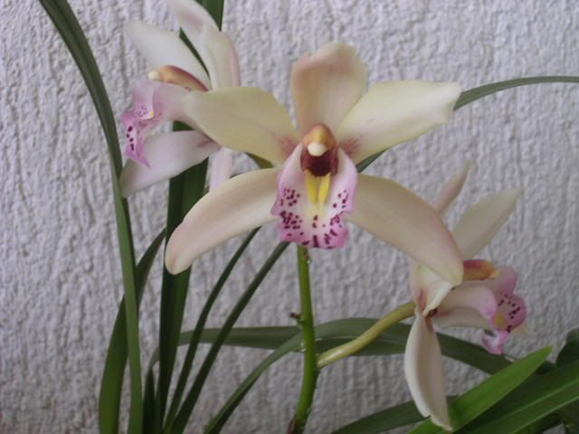 cymbidium1.jpg